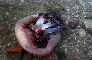 海蜇養(yǎng)殖技術(shù),養(yǎng)殖用什么飼料