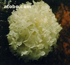 【海蜇皮、大連海蜇、大連海蜇皮】1,價格,廠家,圖片,供應商,其他水產及制品,大連水源海產品 - 產品庫 - 阿土伯交易網