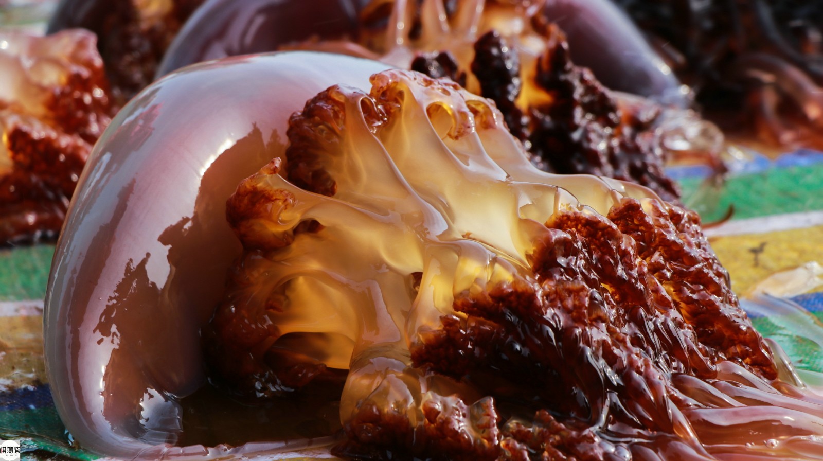 壯觀!近6萬斤海蜇搶灘登陸,受損漁民得到慰藉