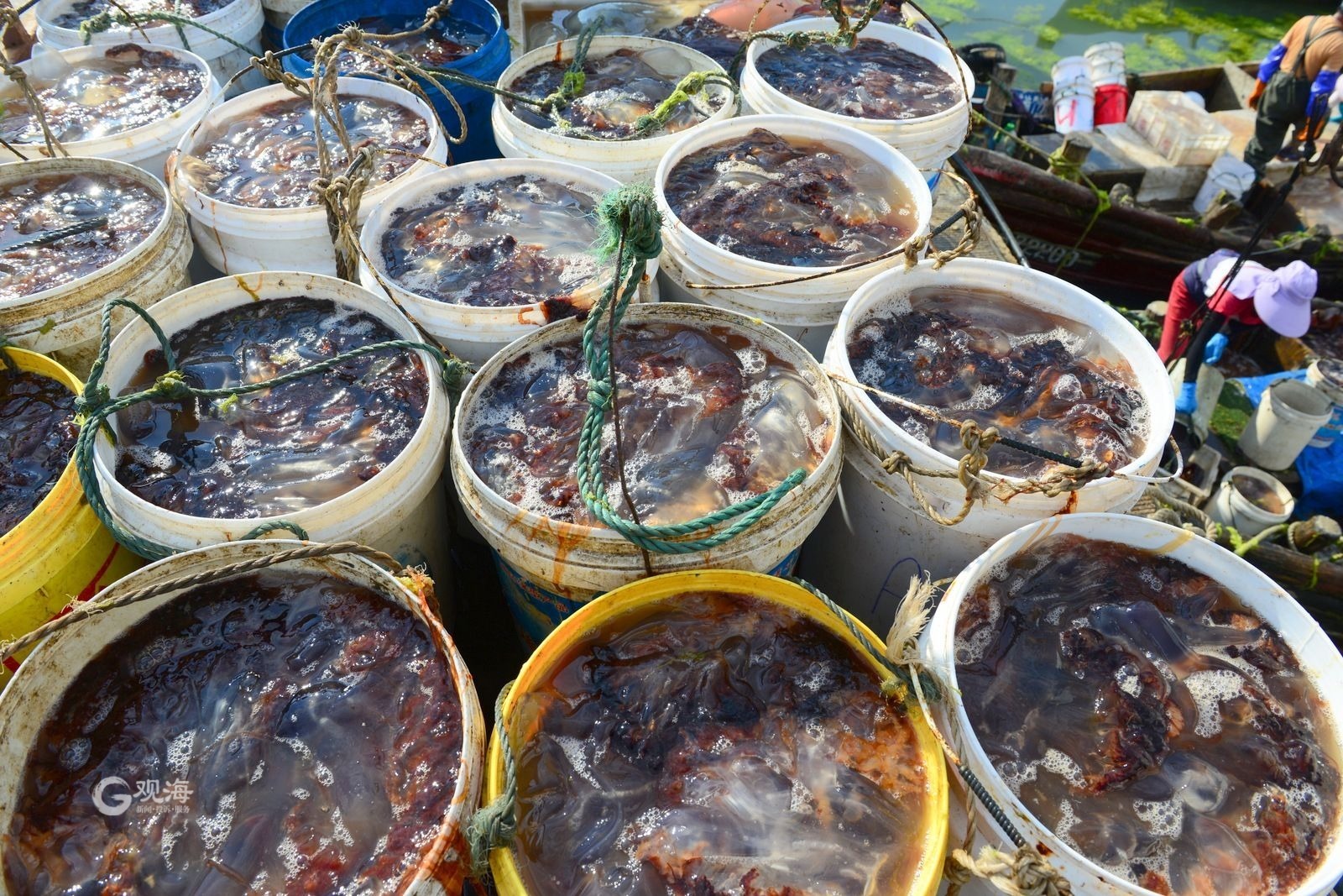 青島:"海蜇第一村"黃山村進入收獲季_央廣網