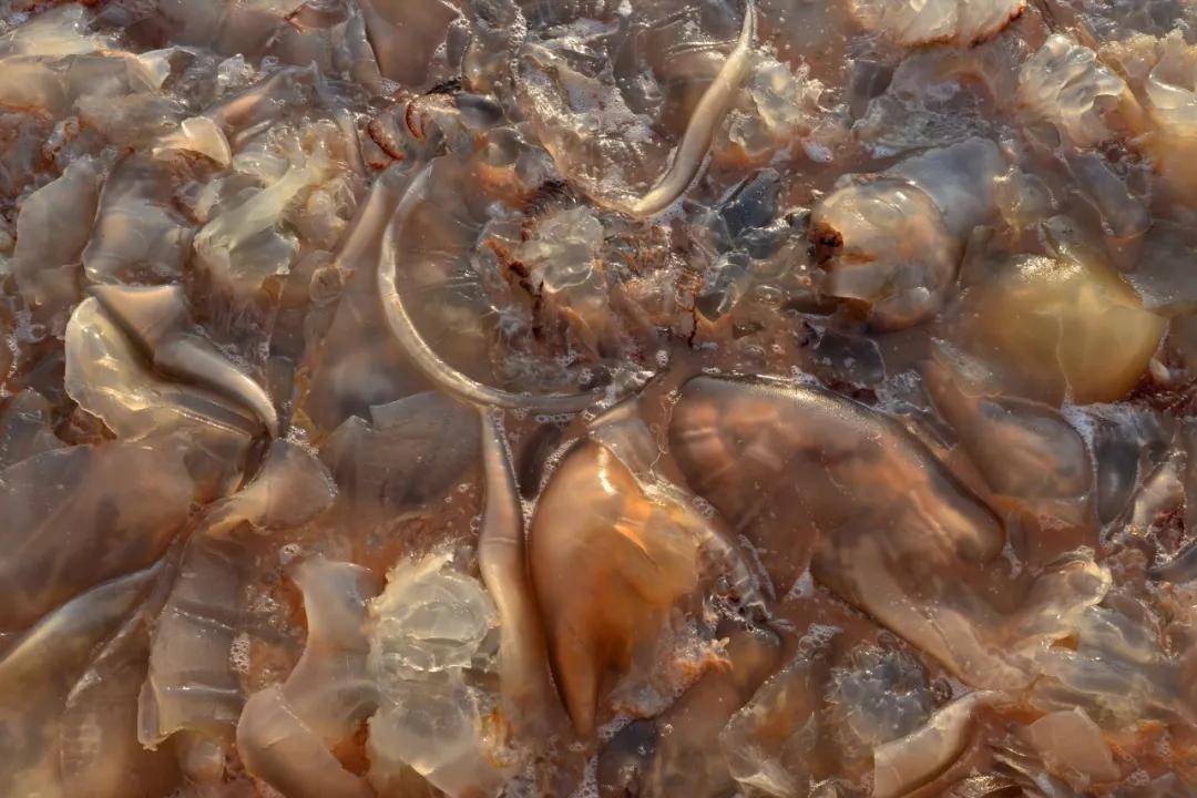 瓦房店這片海域,海蜇豐收了!