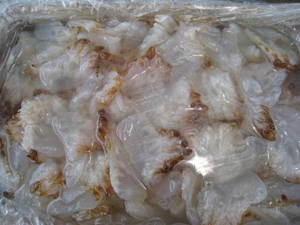 海蜇貿易準入國及品鑒指南 已獲輸華資格的國家與產品詳解